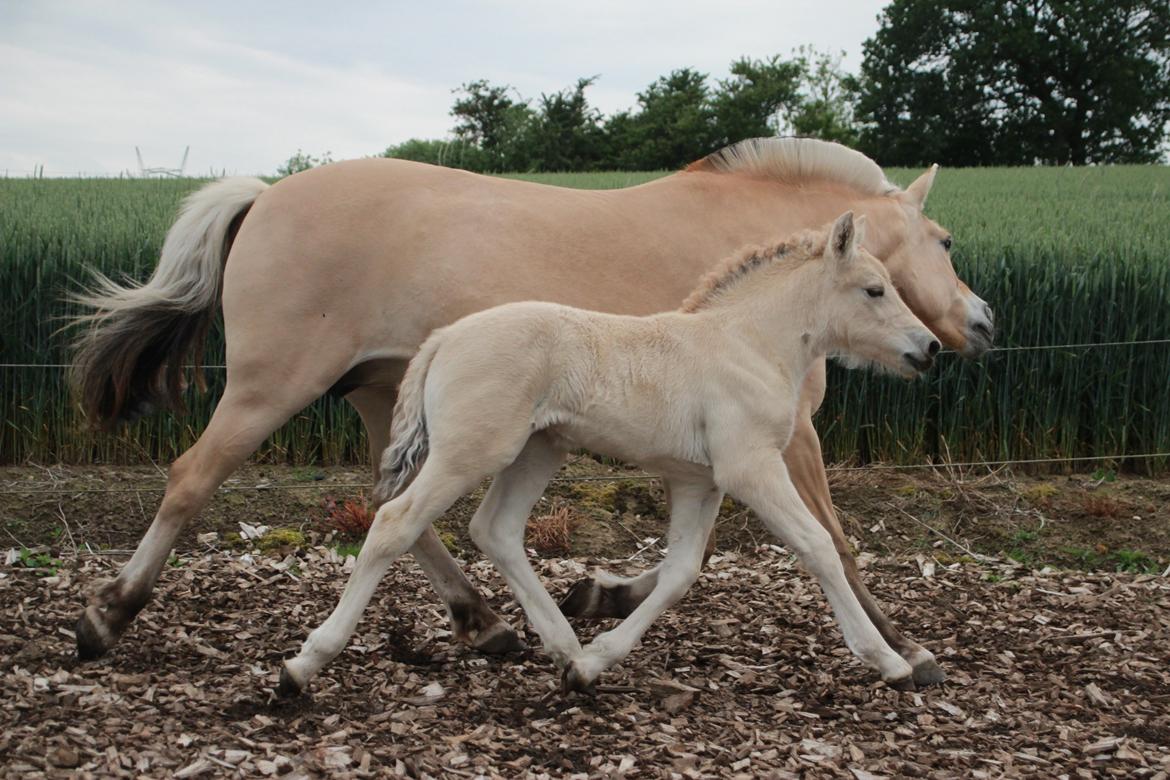 Fjordhest Lamhaves Fenja Z billede 6