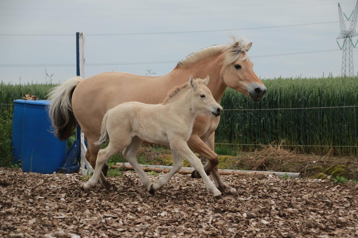 Fjordhest Lamhaves Fenja Z billede 8