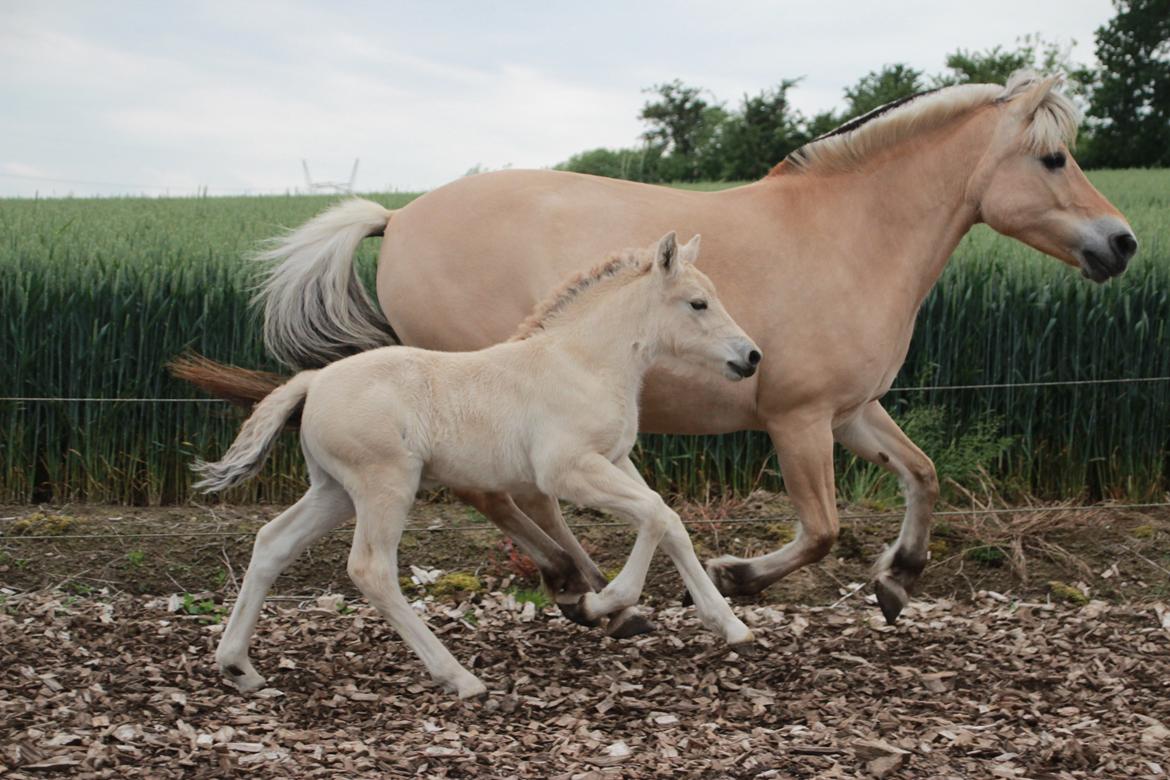 Fjordhest Lamhaves Fenja Z billede 11