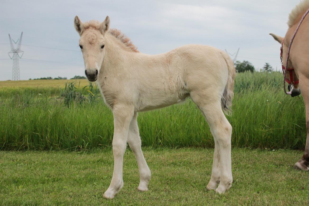 Fjordhest Lamhaves Fenja Z billede 13