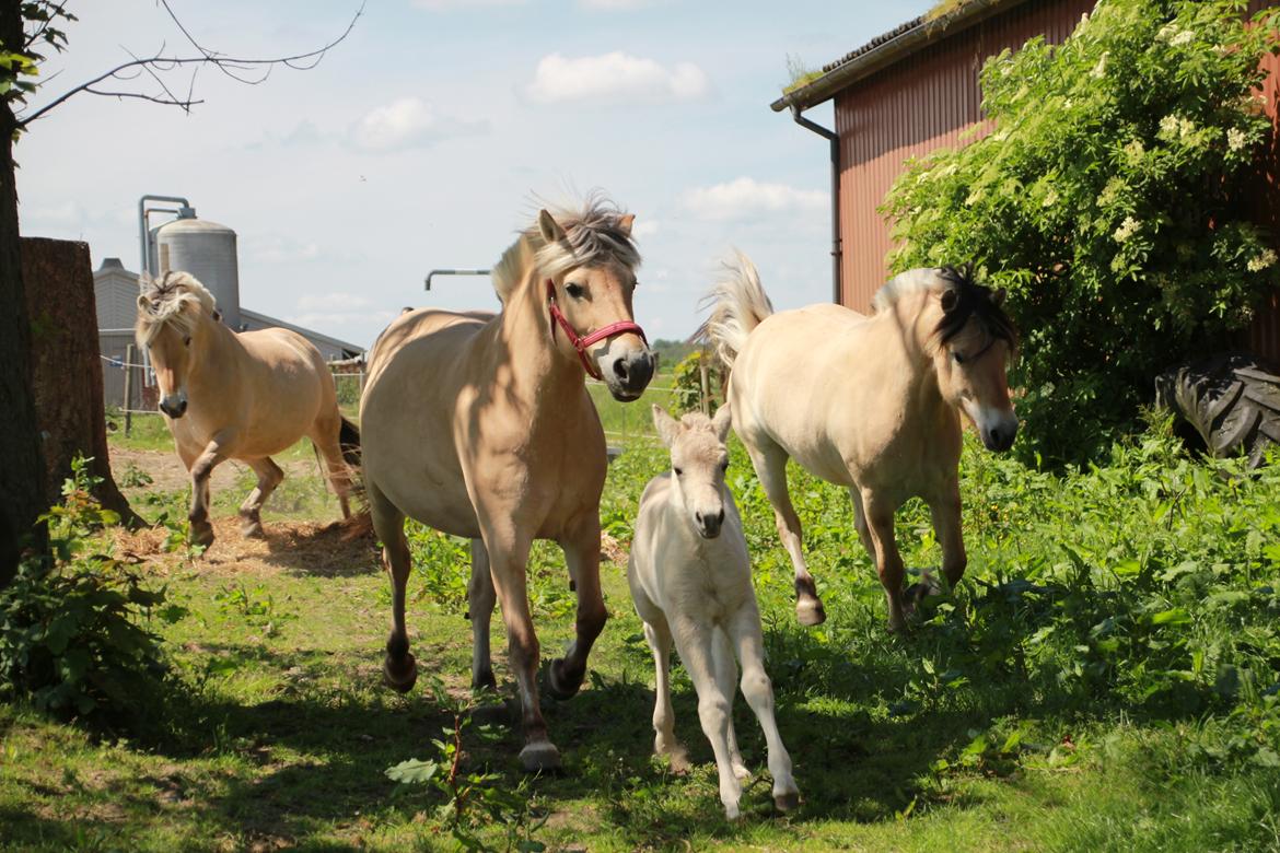 Fjordhest Lamhaves Fenja Z billede 15