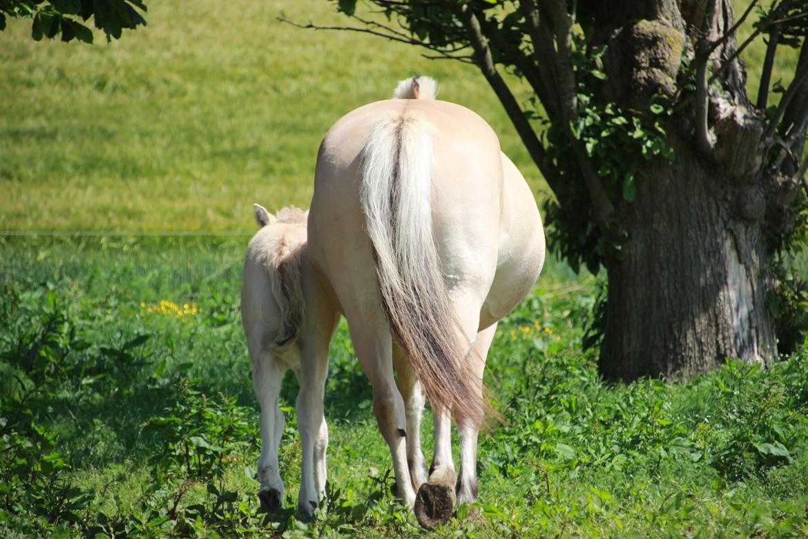 Fjordhest Lamhaves Fenja Z billede 20