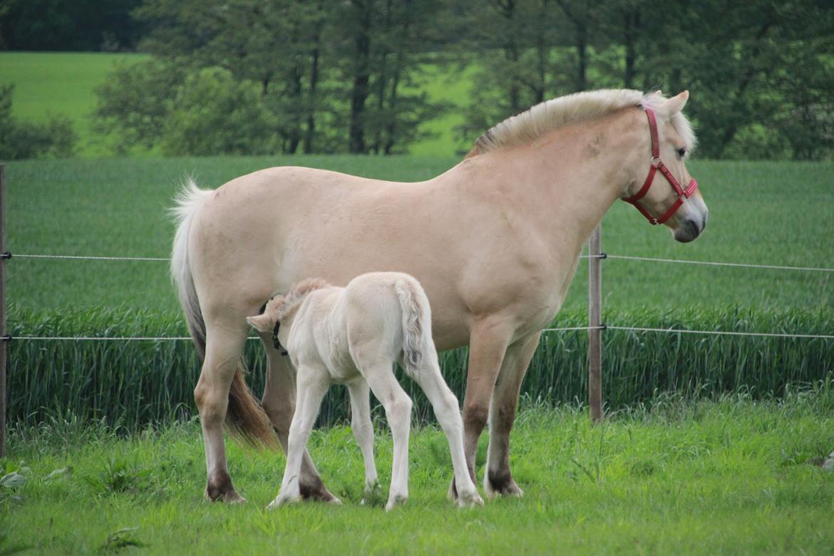 Fjordhest Lamhaves Fenja Z billede 5