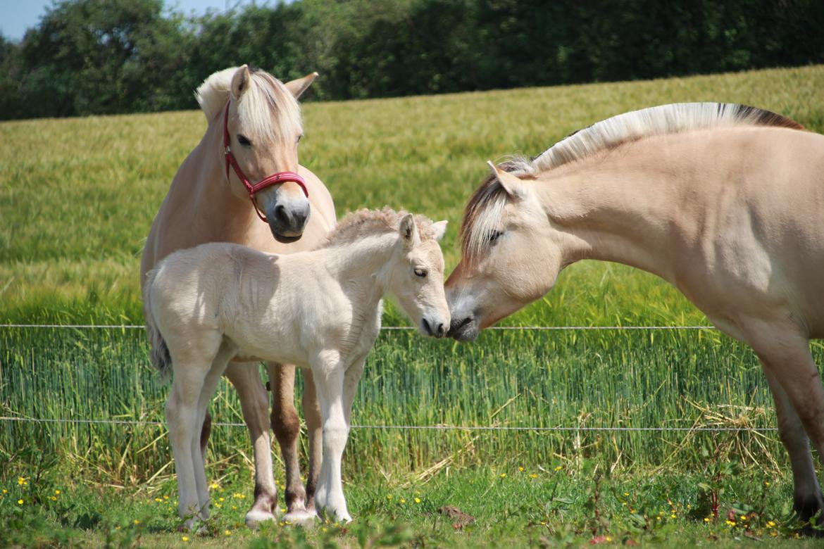 Fjordhest Lamhaves Fenja Z billede 9