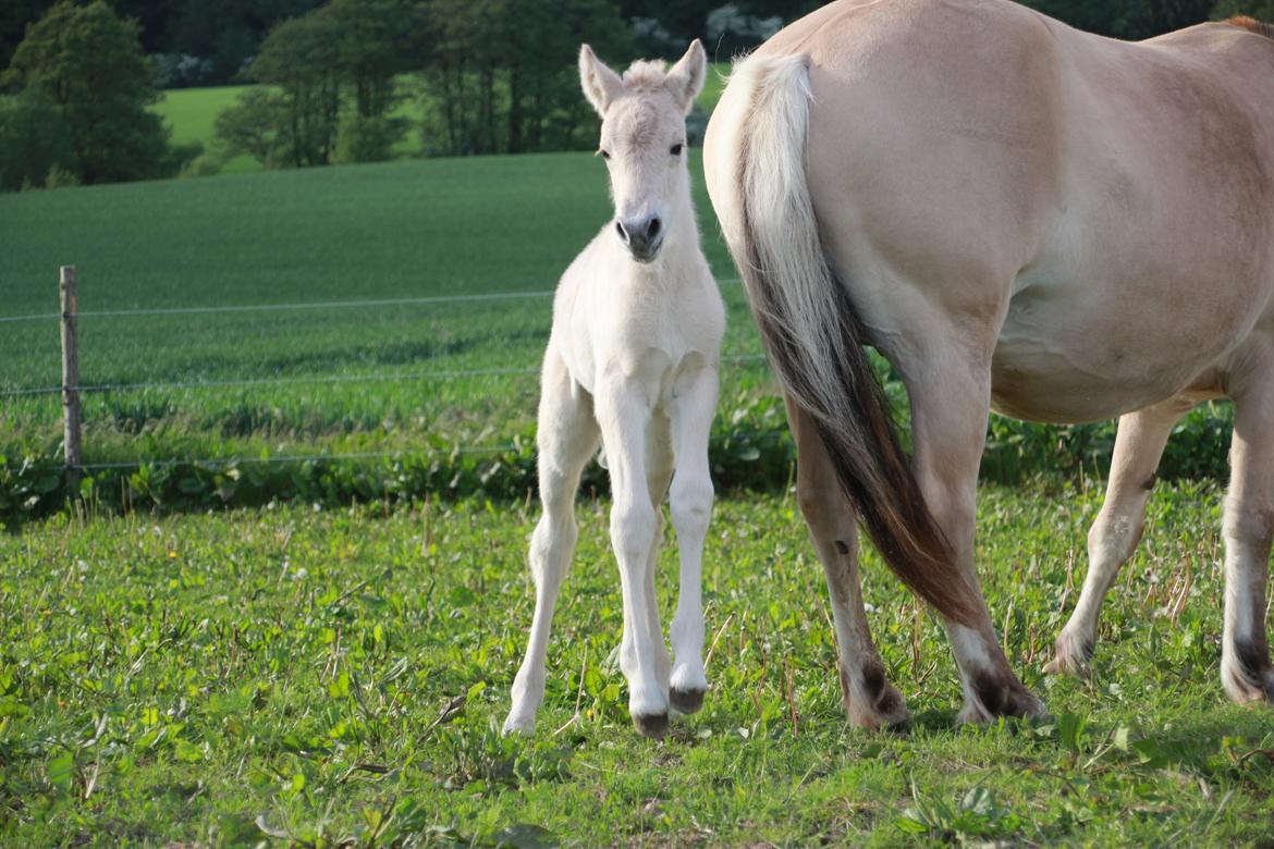 Fjordhest Lamhaves Fenja Z billede 17