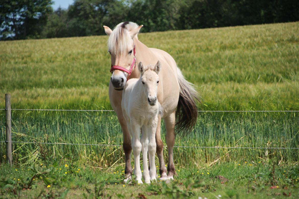 Fjordhest Lamhaves Fenja Z billede 16