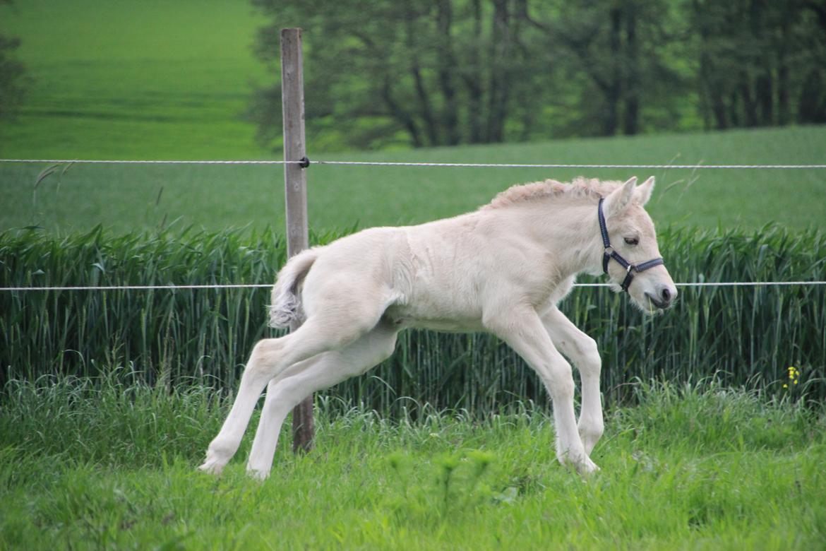 Fjordhest Lamhaves Fenja Z billede 10