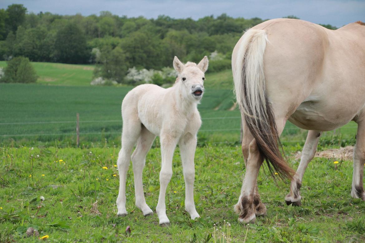 Fjordhest Lamhaves Fenja Z billede 7