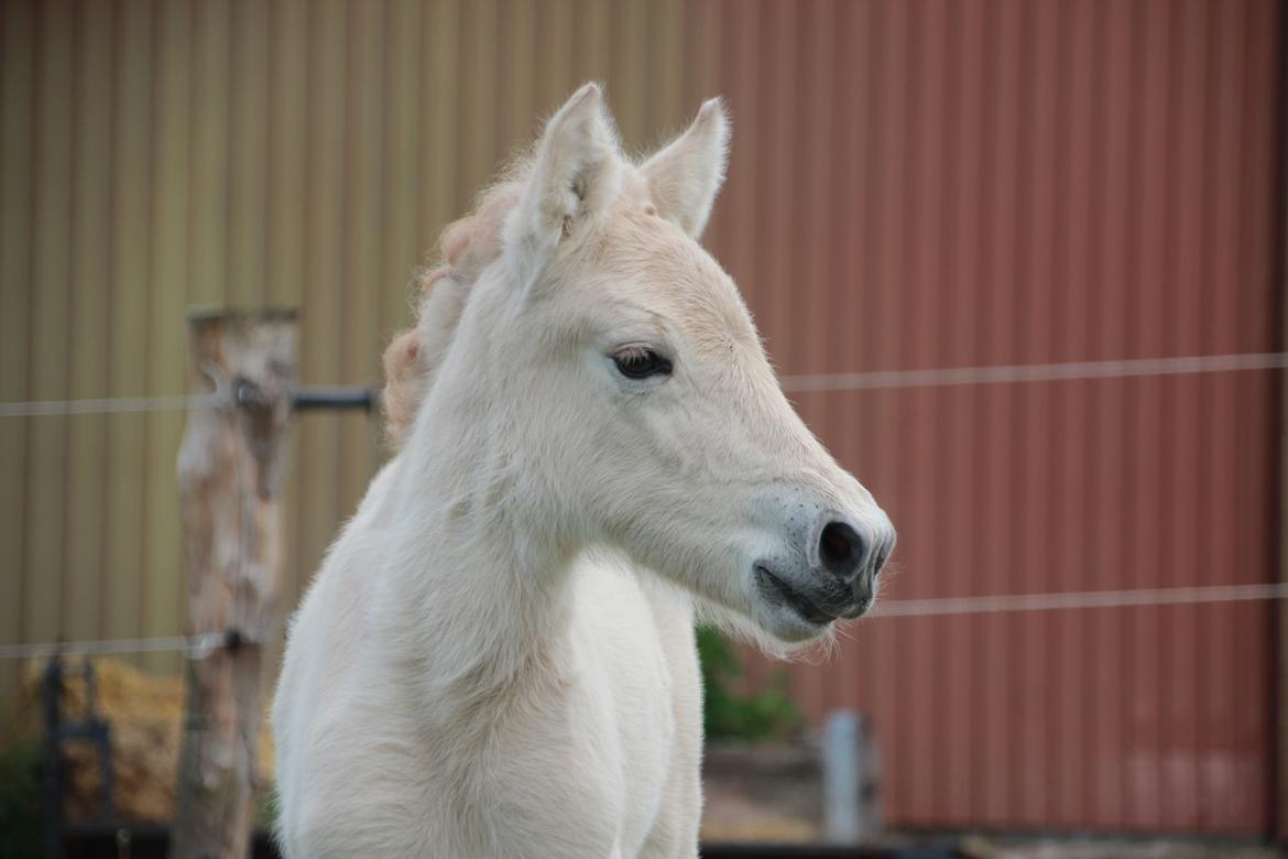 Fjordhest Lamhaves Fenja Z billede 18