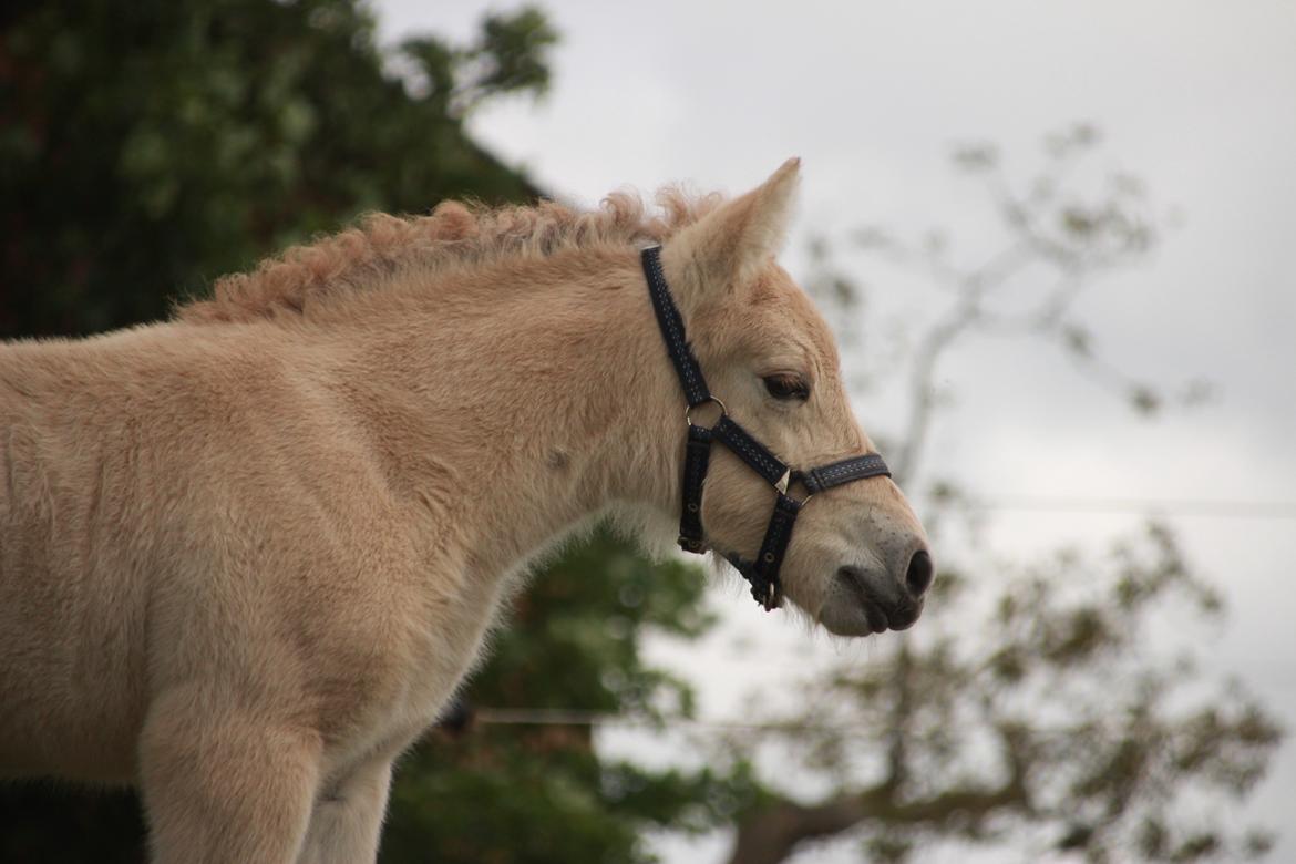 Fjordhest Lamhaves Fenja Z billede 14