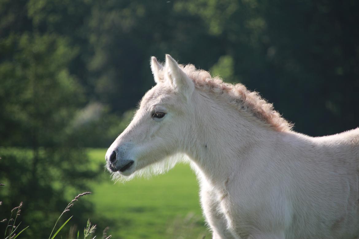 Fjordhest Lamhaves Fenja Z billede 1