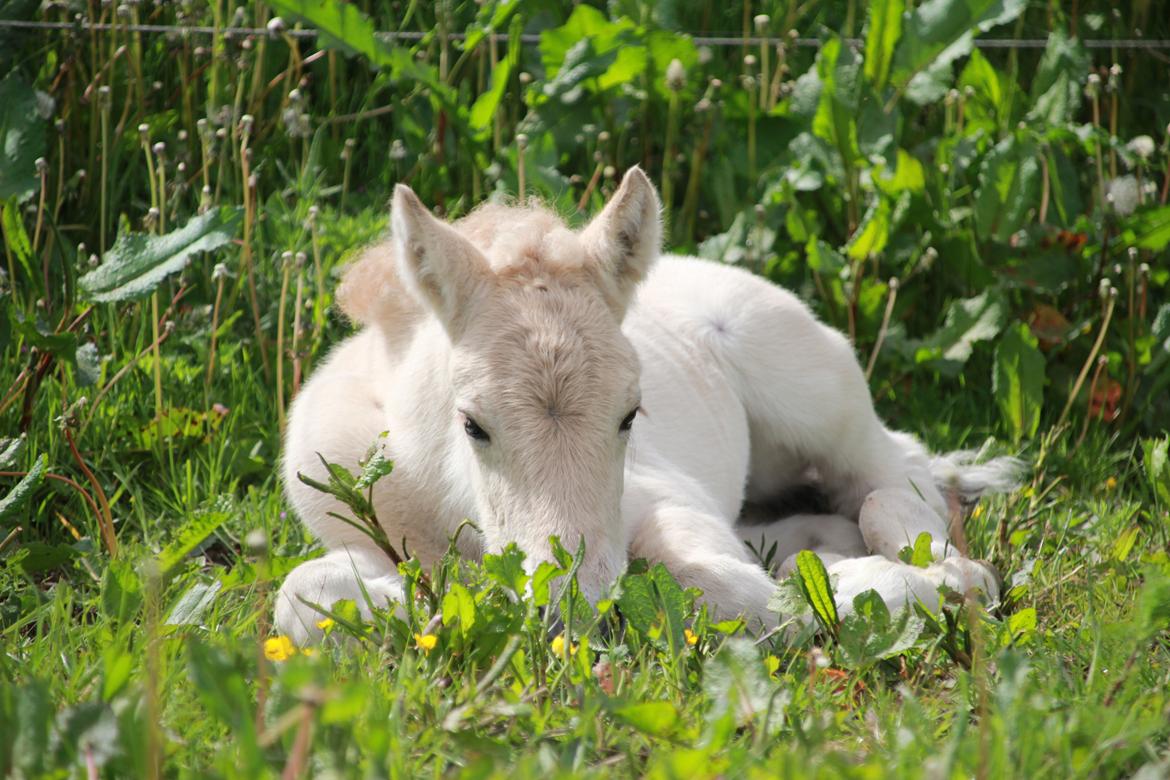Fjordhest Lamhaves Fenja Z billede 12