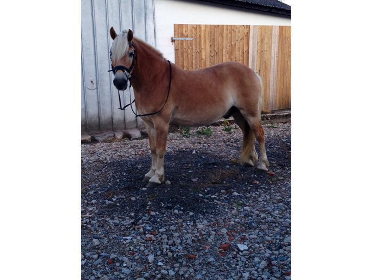 Haflinger Arthos nordan billede 3