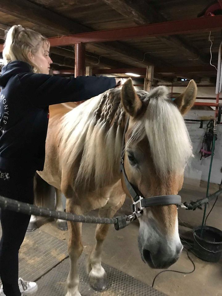 Haflinger Arthos nordan billede 5