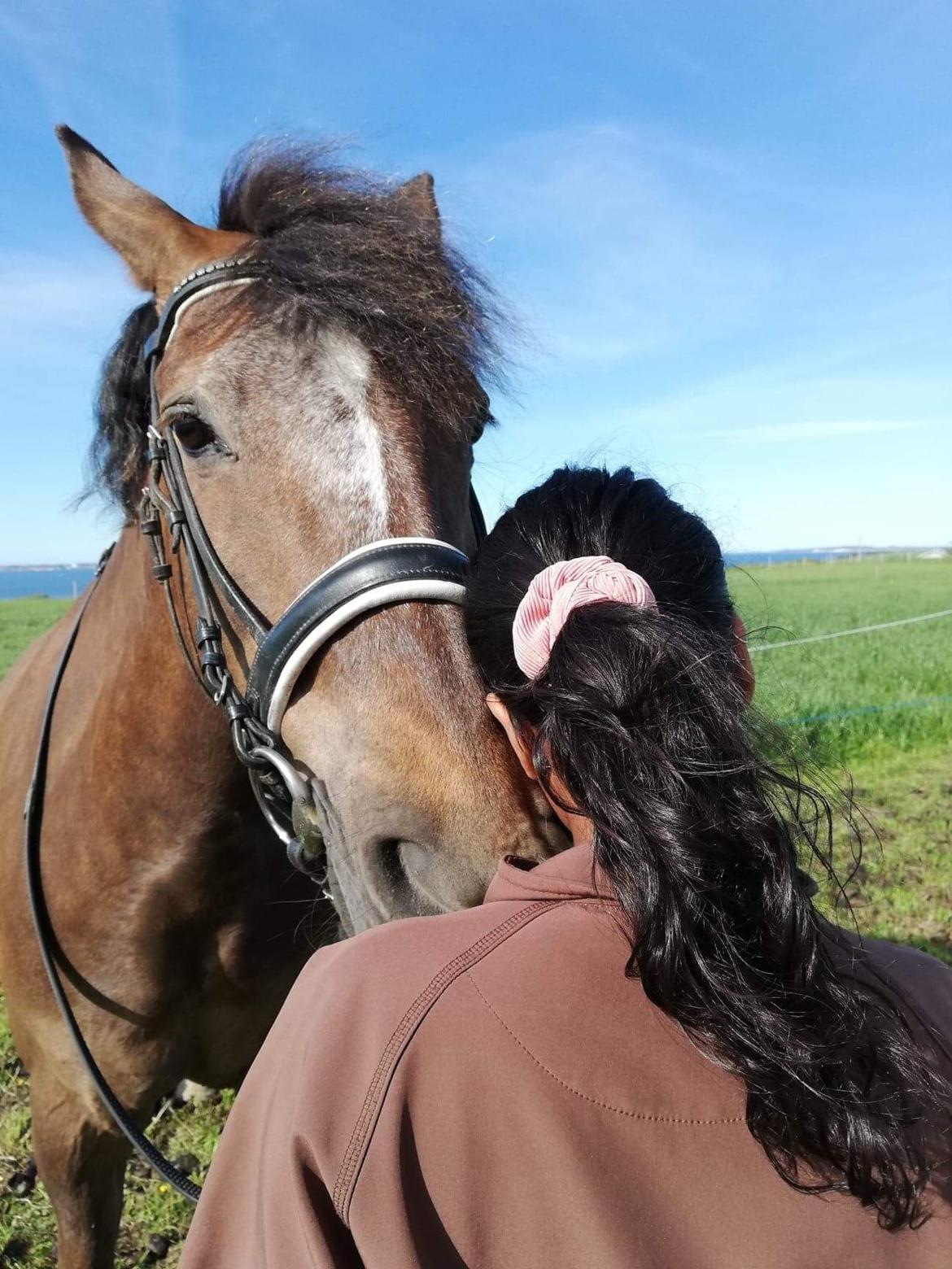 New Forest Elmholts Filicia - 7 år i tyk og tynd ♥ billede 1