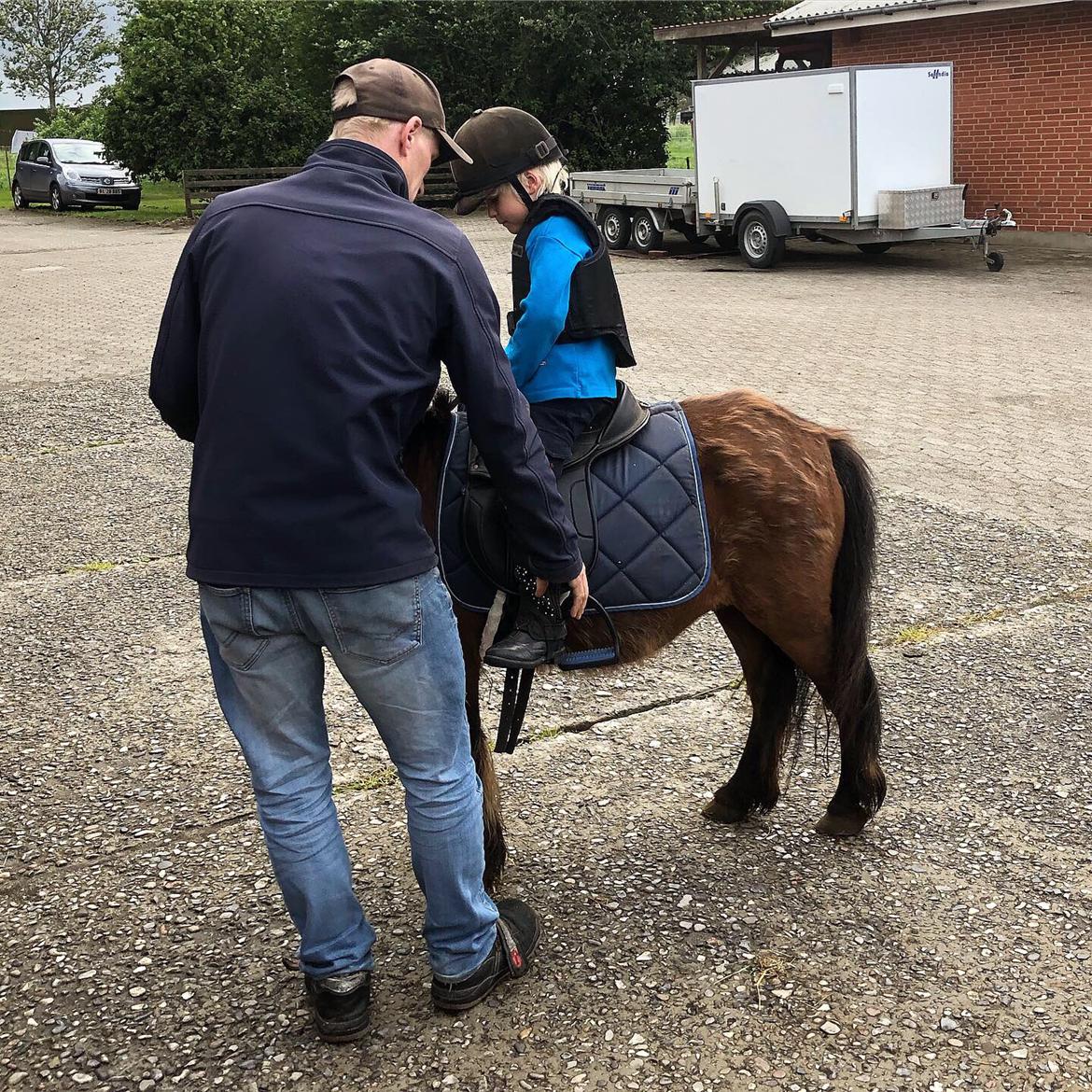 Shetlænder Nikki billede 17