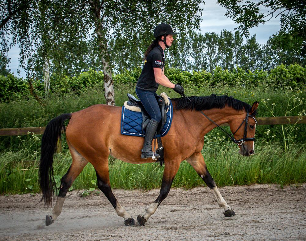 Dansk Varmblod Suzie Q billede 16