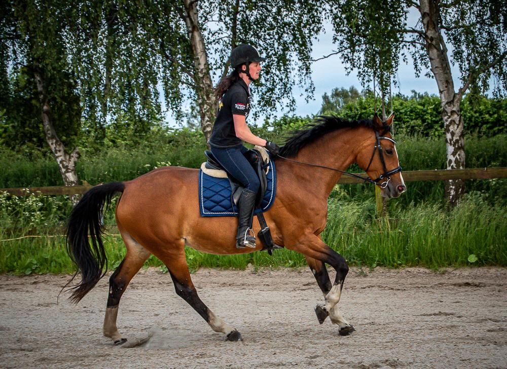 Dansk Varmblod Suzie Q billede 14