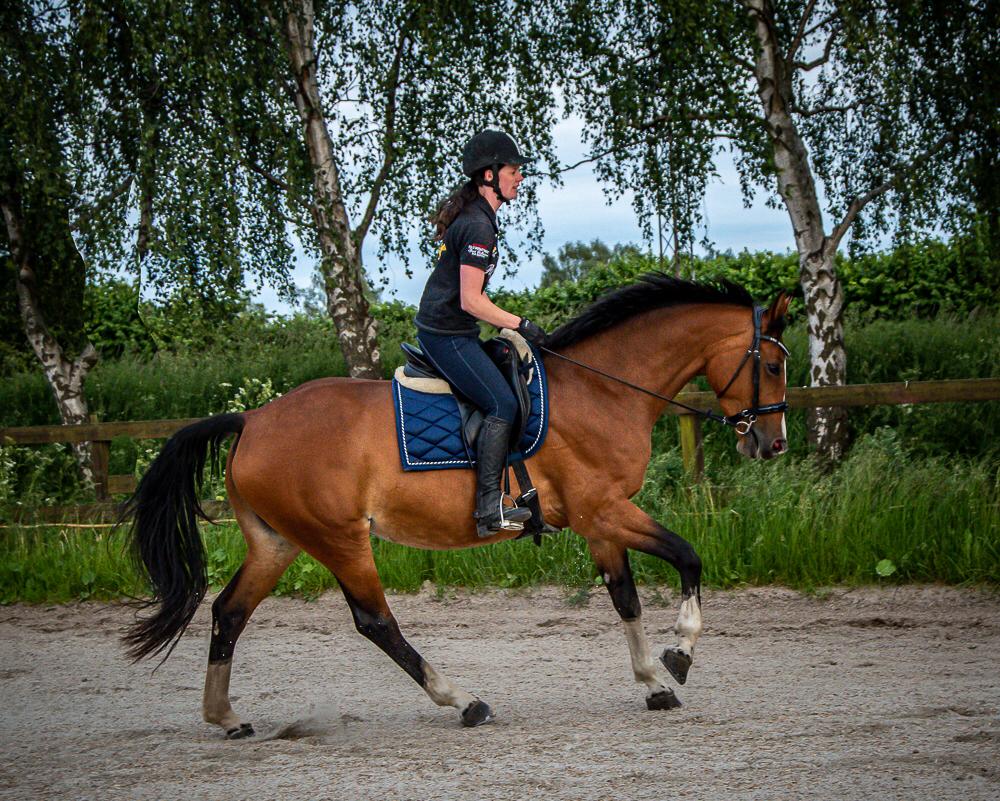 Dansk Varmblod Suzie Q billede 1