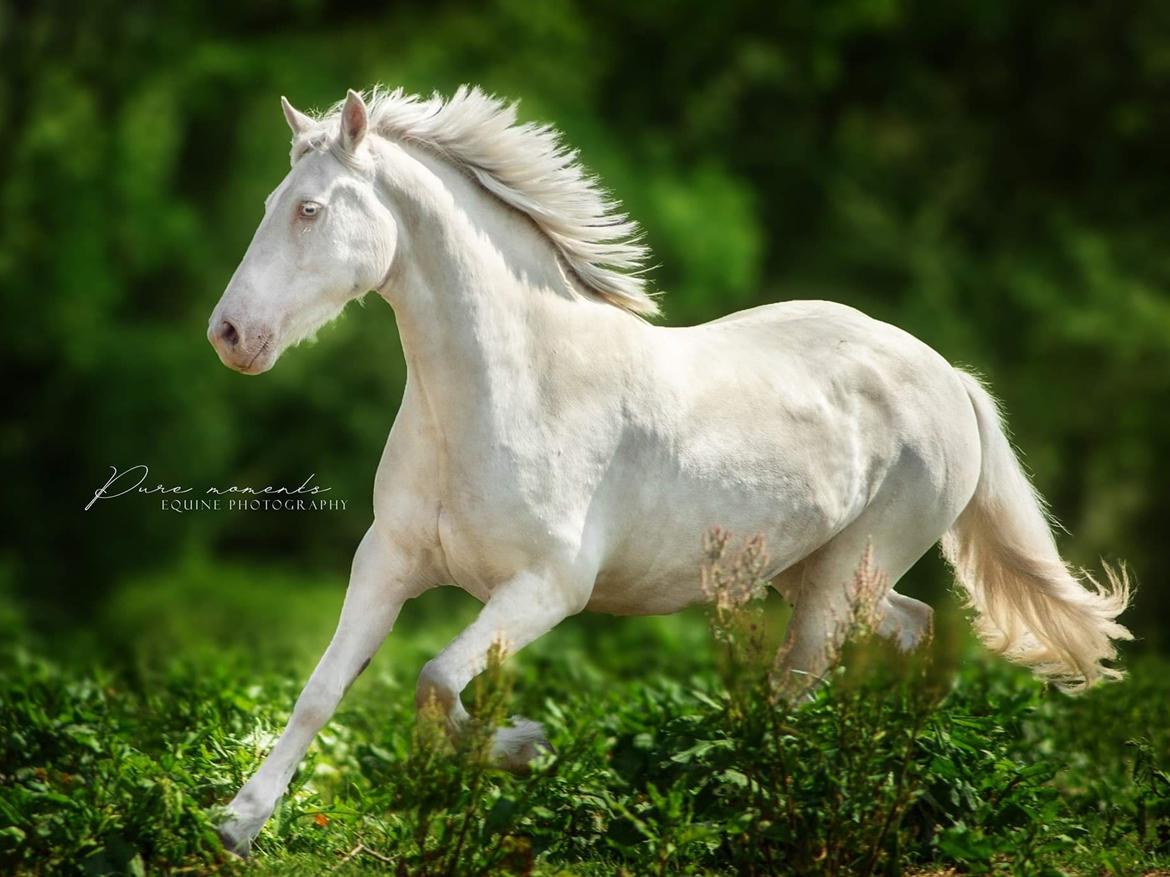 Welsh Cob (sec D) Cynheidrefawr faithful florence billede 1