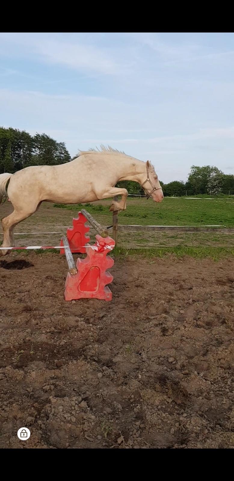 Welsh Cob (sec D) Cynheidrefawr faithful florence billede 4