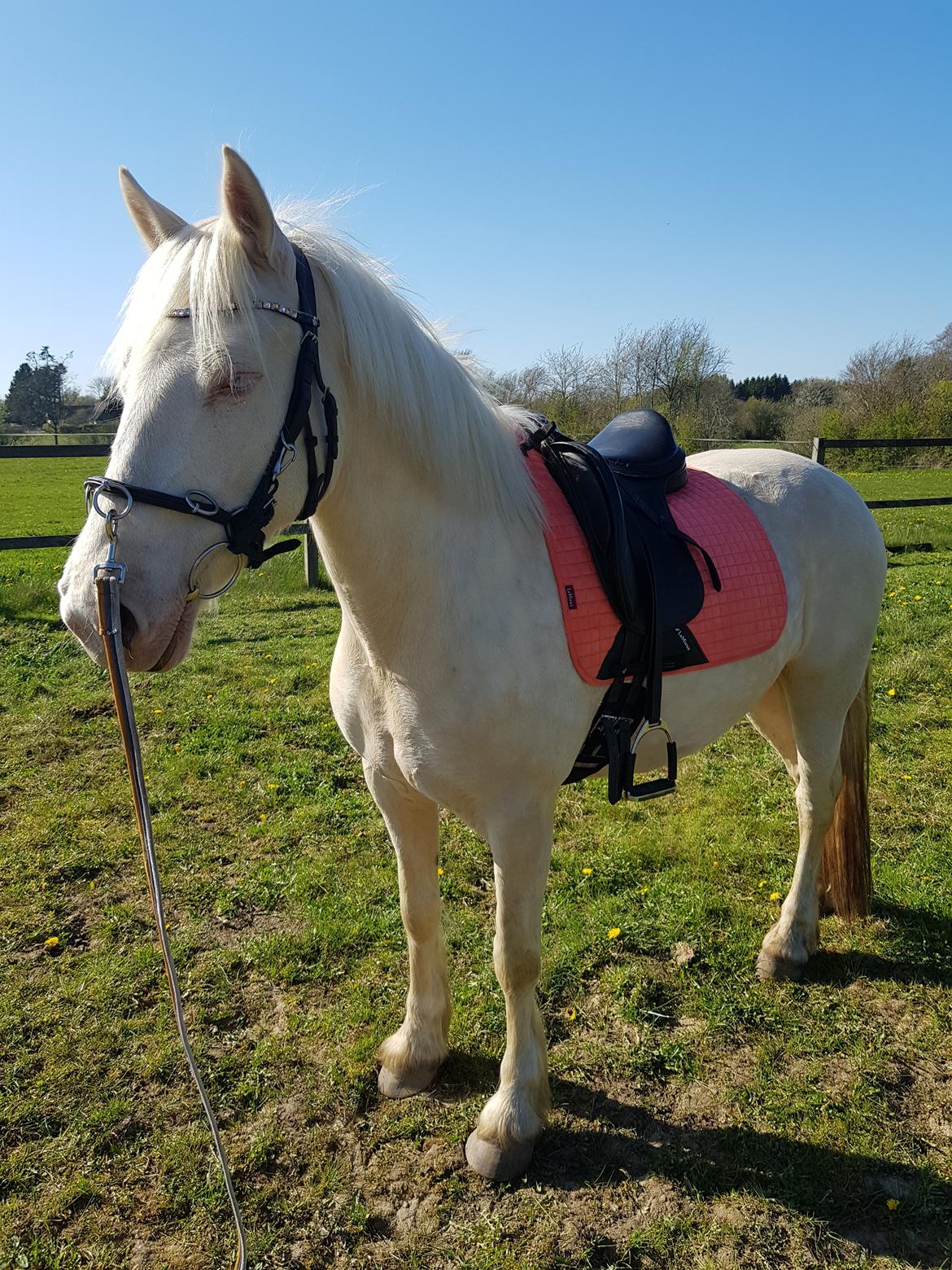 Welsh Cob (sec D) Cynheidrefawr faithful florence billede 7