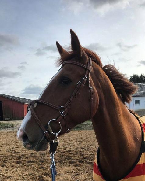 Anden særlig race Bessie billede 6