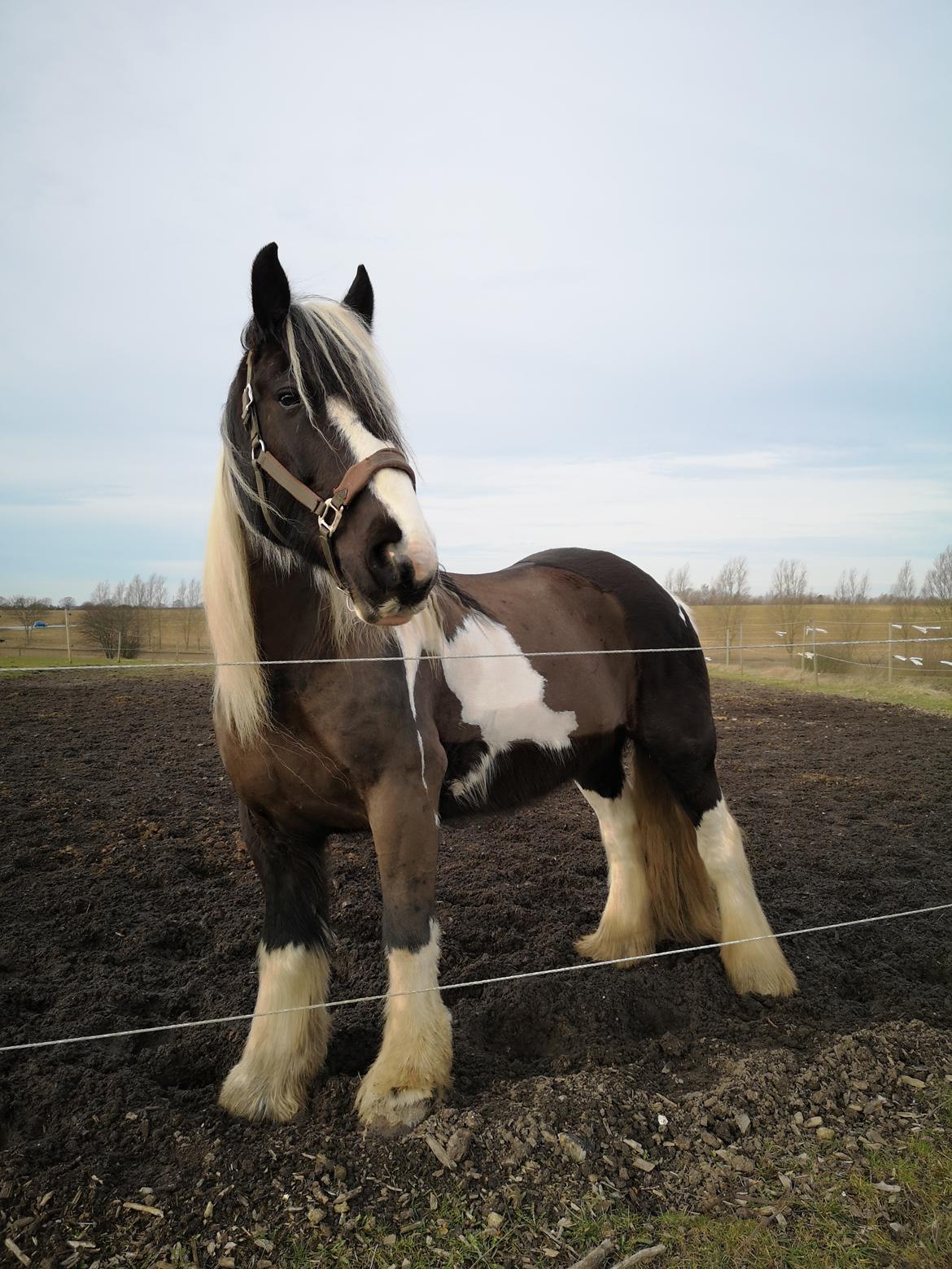 Tinker Guldagers Sir Galahad billede 16