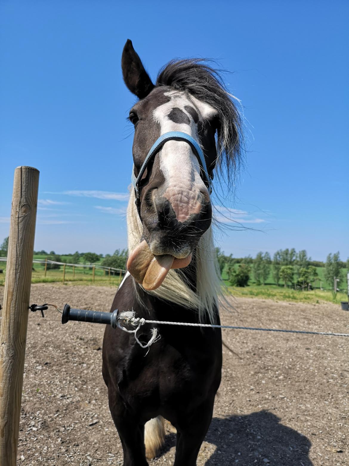 Tinker Guldagers Sir Galahad billede 17