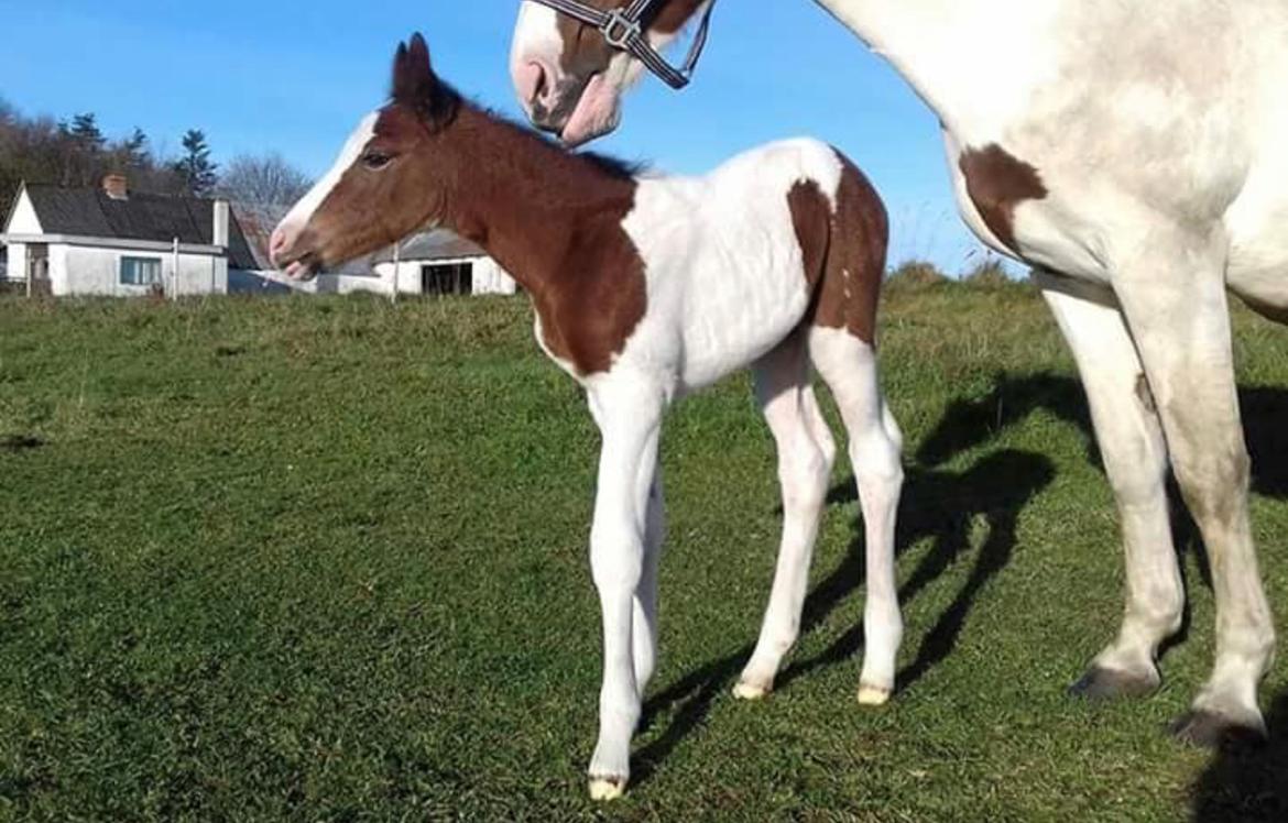 Pinto Midnigth rain billede 2