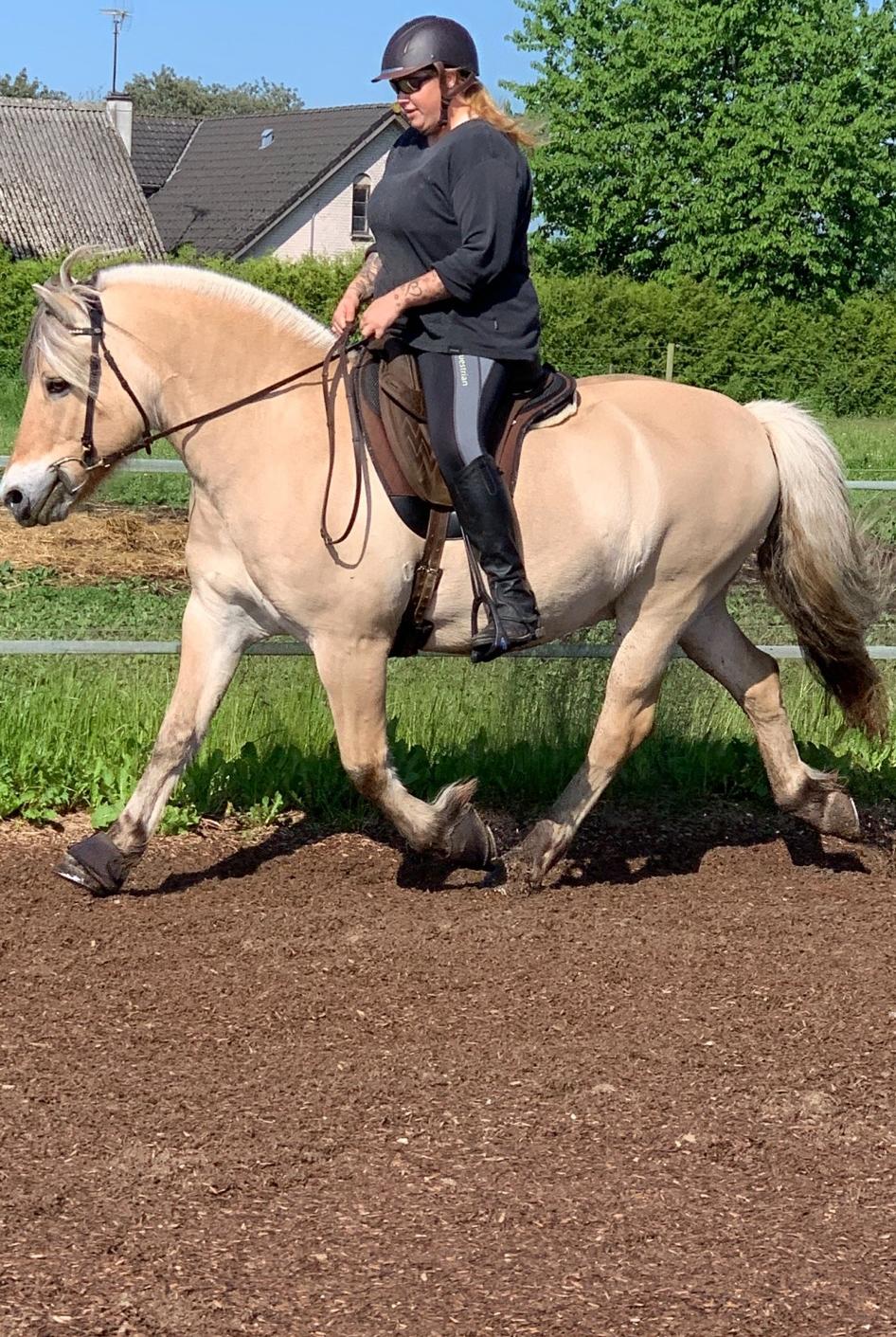 Fjordhest Ph's benjamin R.I.P billede 30