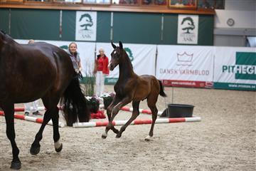 Dansk Varmblod Divito billede 2