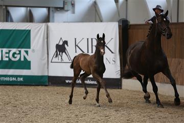 Dansk Varmblod Divito billede 1