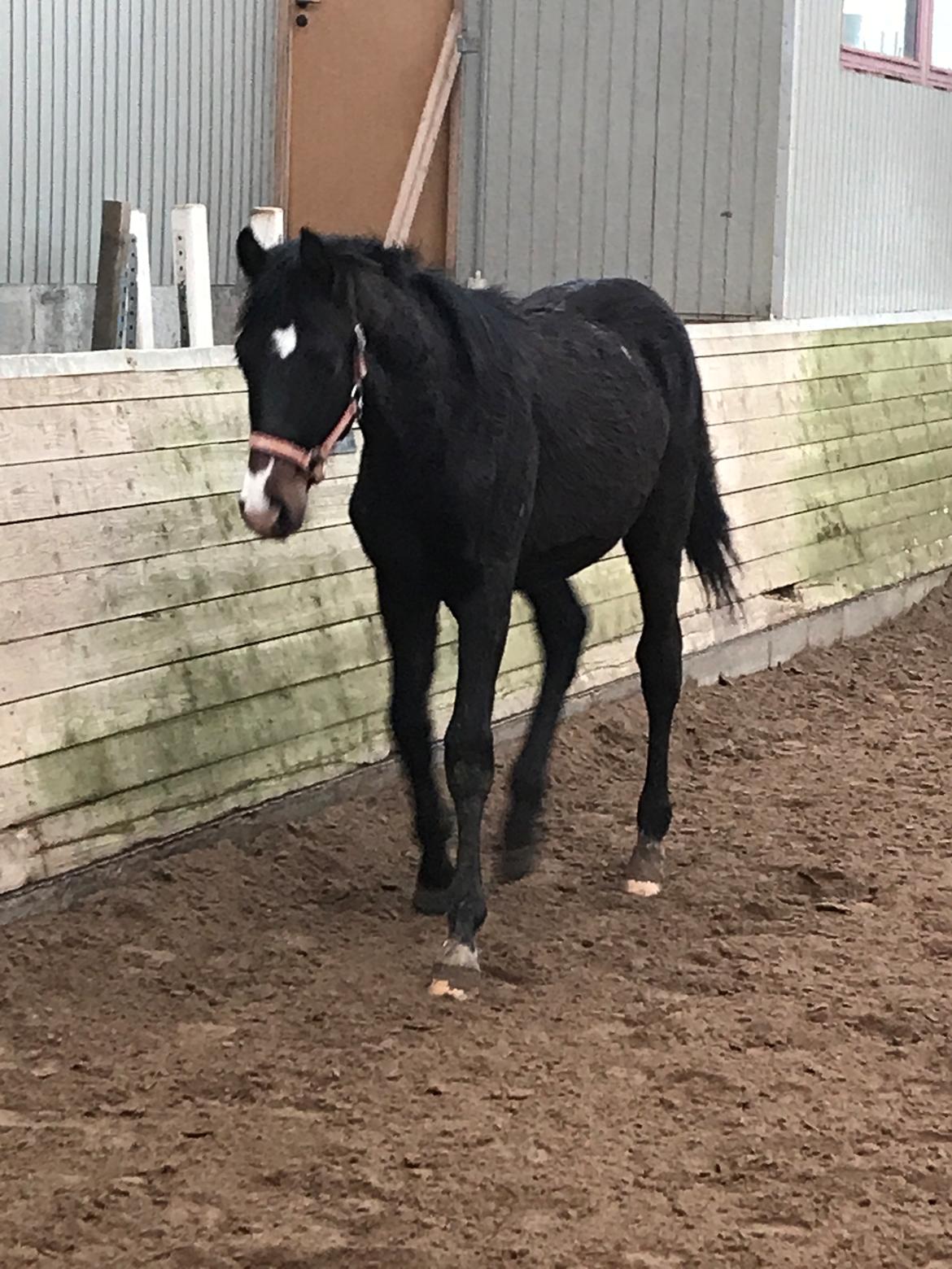 Dansk Varmblod Divito billede 4