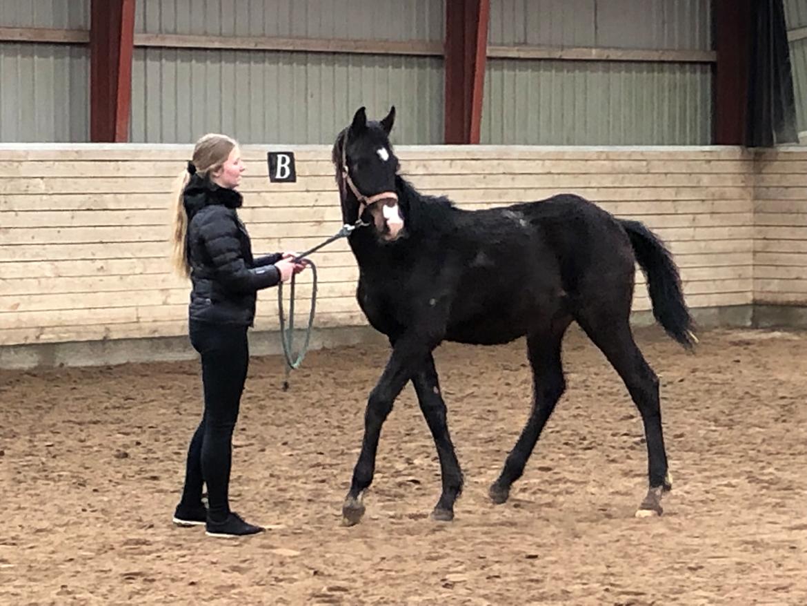 Dansk Varmblod Divito billede 5