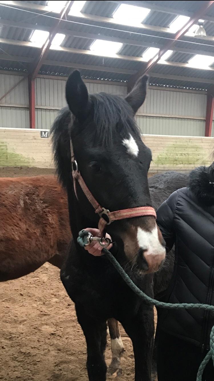 Dansk Varmblod Divito billede 3