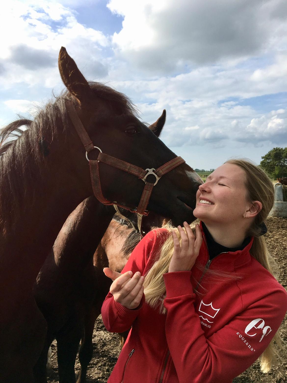 Dansk Varmblod Divito billede 7