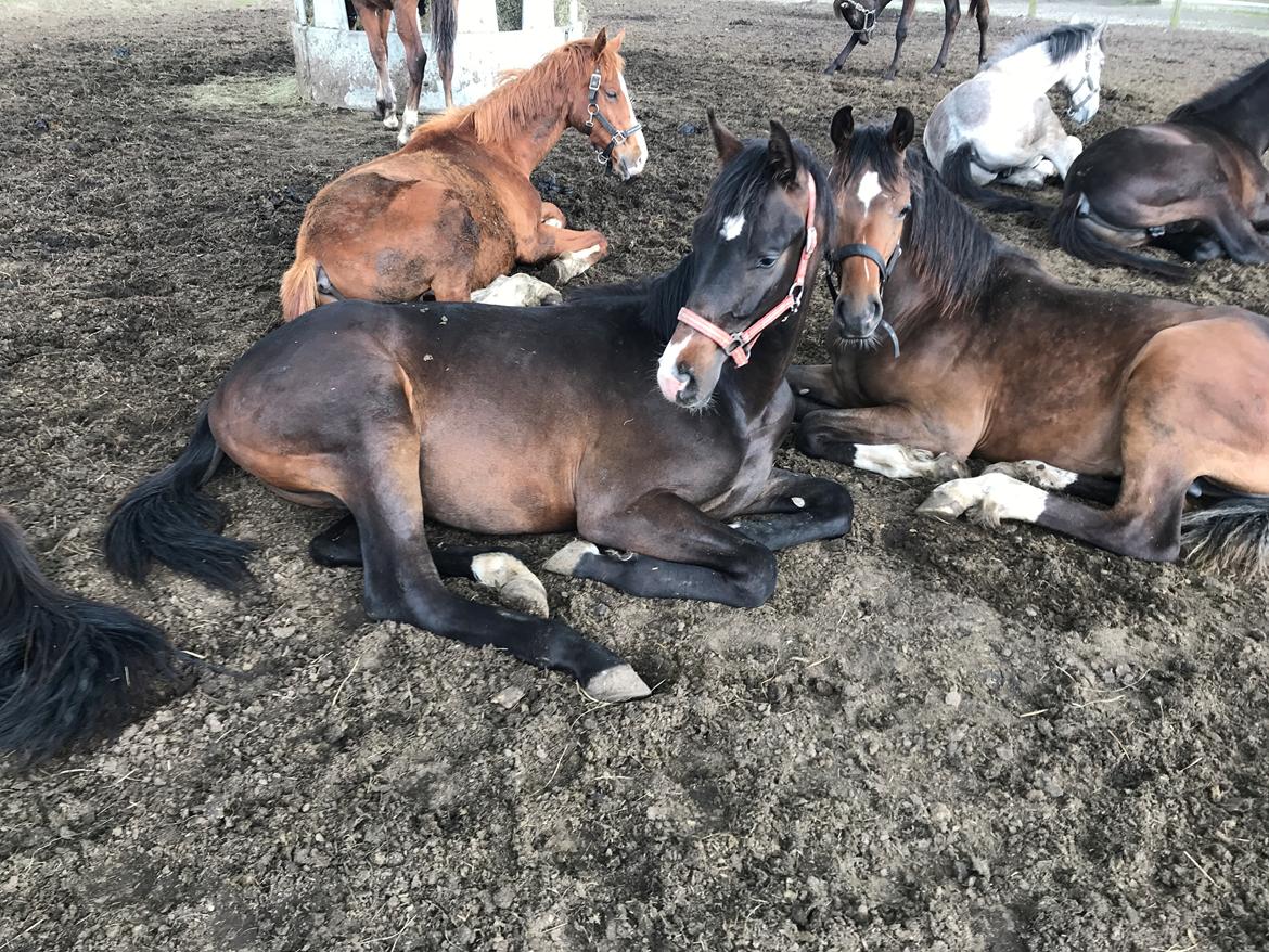 Dansk Varmblod Divito billede 6