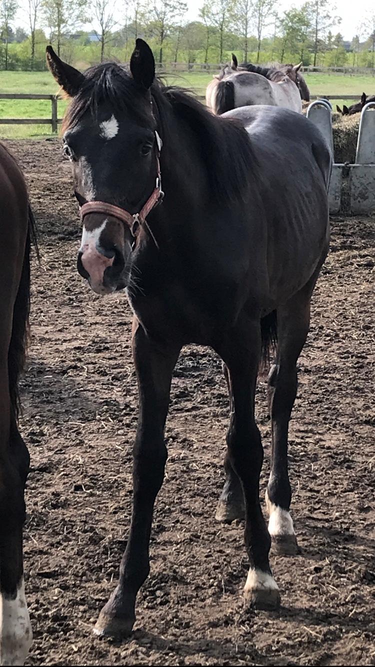 Dansk Varmblod Divito billede 9