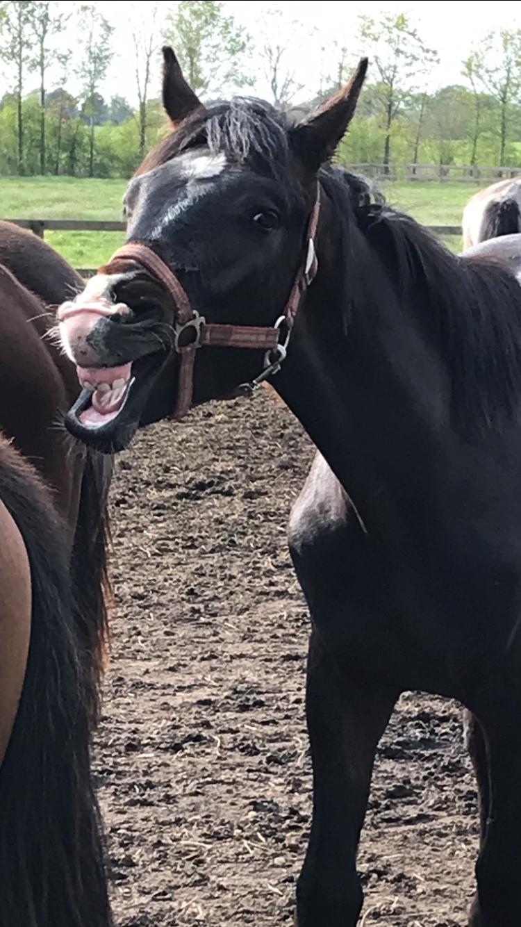 Dansk Varmblod Divito billede 8