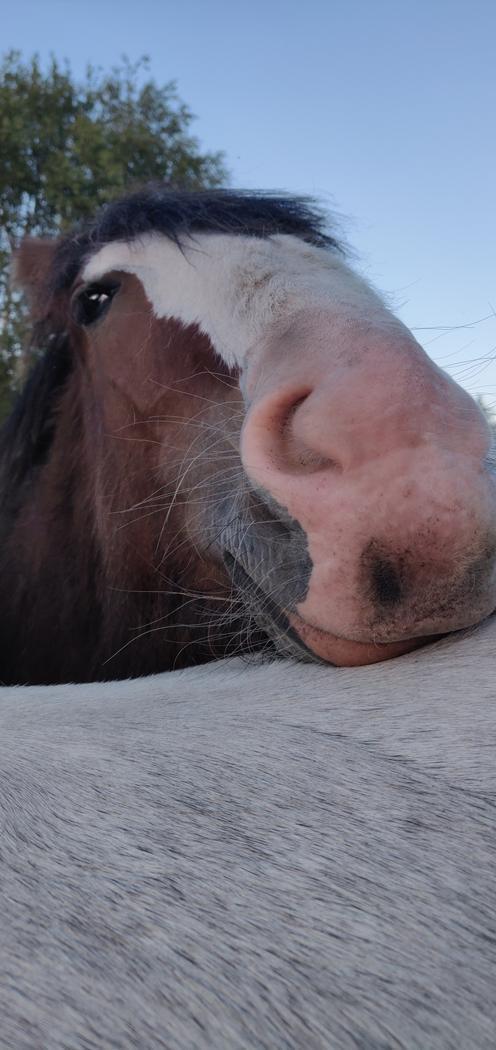 Shire Vesterbjergs Big Bay Conrad billede 2