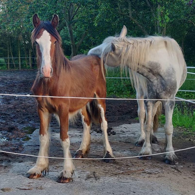 Shire Vesterbjergs Big Bay Conrad billede 6
