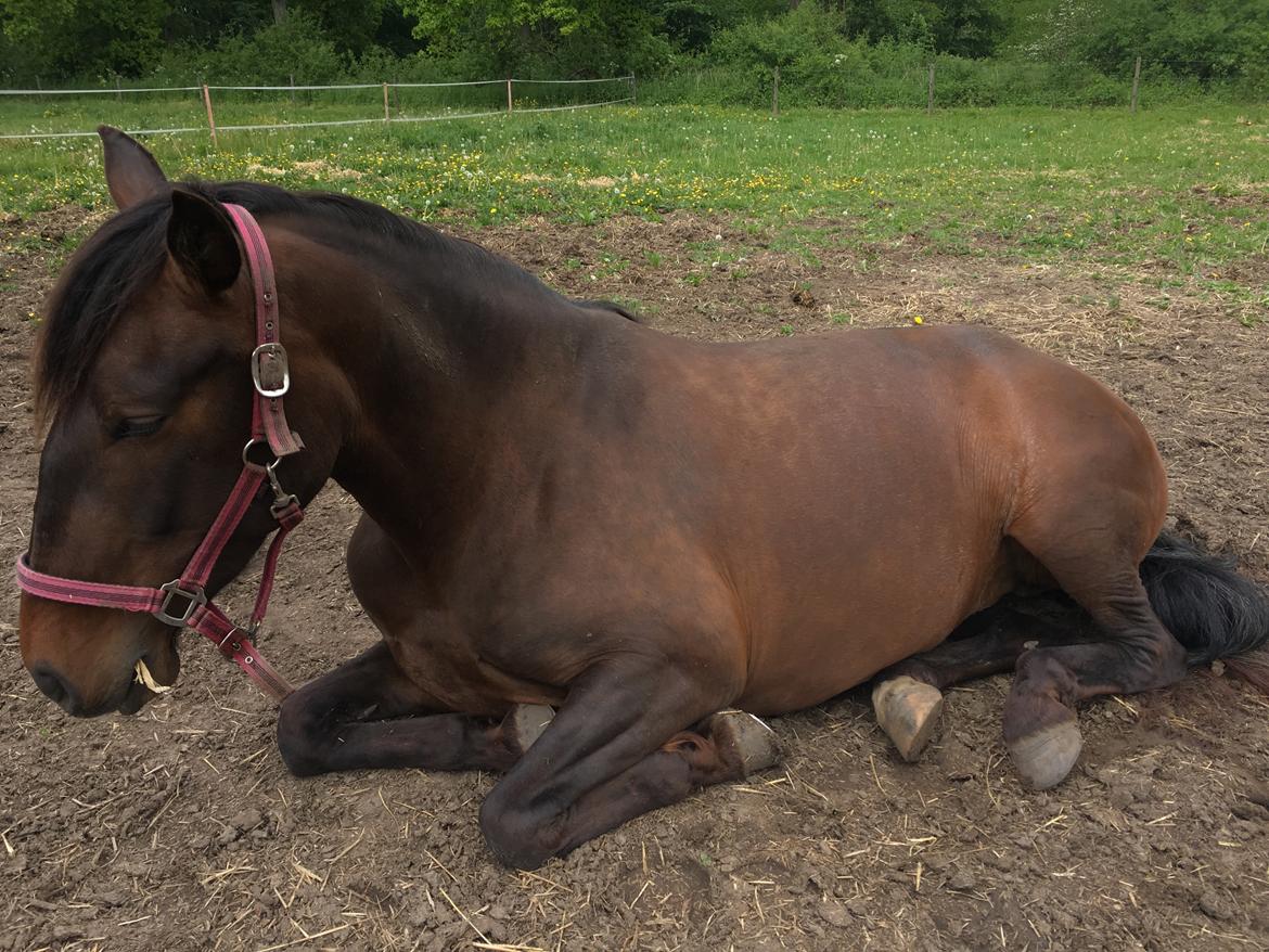 Cruzado Alba Aquilegia (Solgt) billede 20