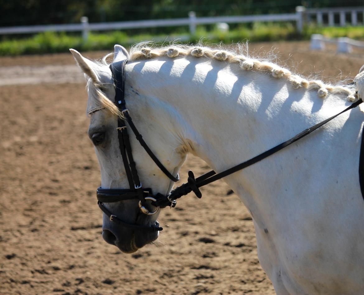 DSP Suna's Double Trouble billede 2