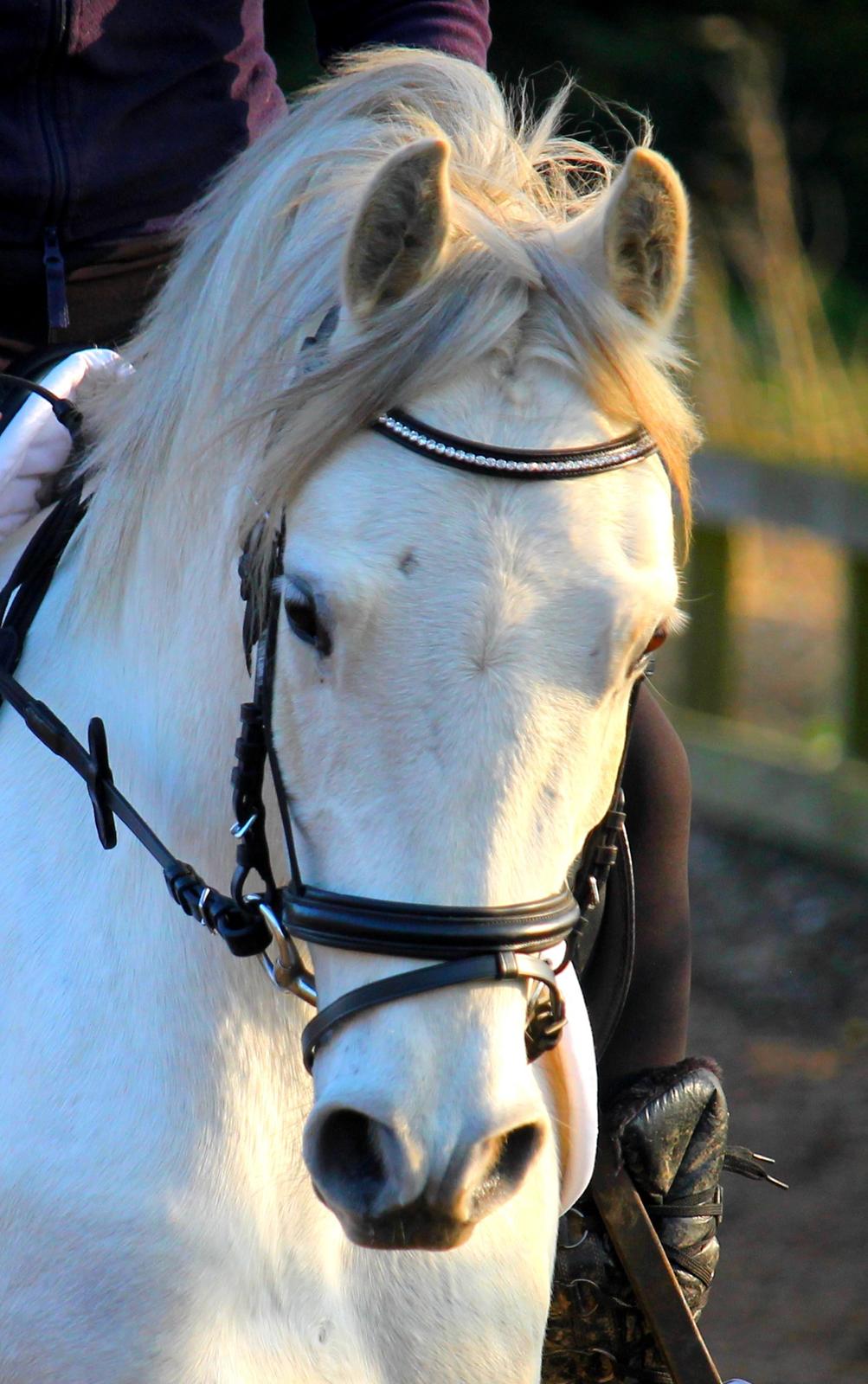 DSP Suna's Double Trouble billede 10