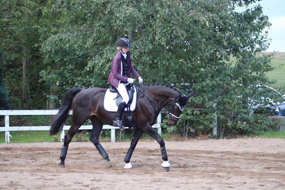 Dansk Varmblod Diega gold s.g. billede 18