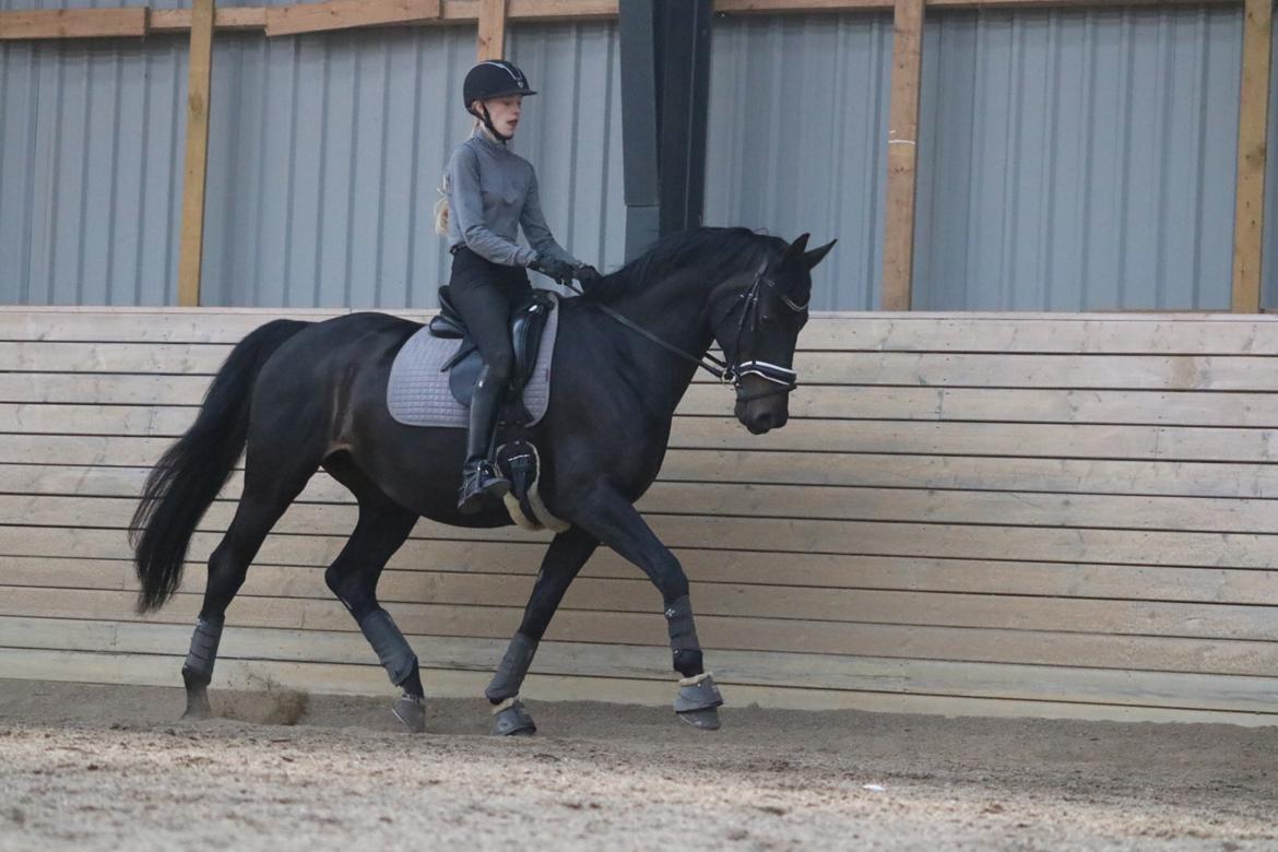 Dansk Varmblod Diega gold s.g. - Dressurtræning maj 2019 billede 10