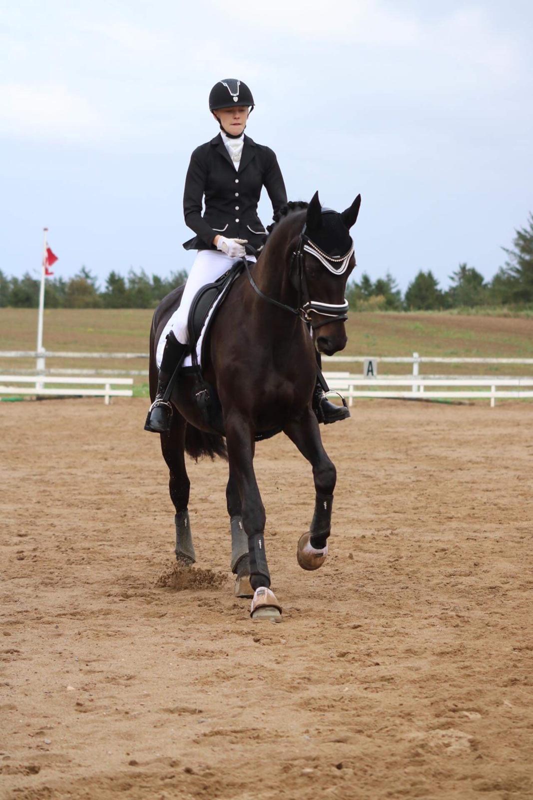 Dansk Varmblod Diega gold s.g. billede 20