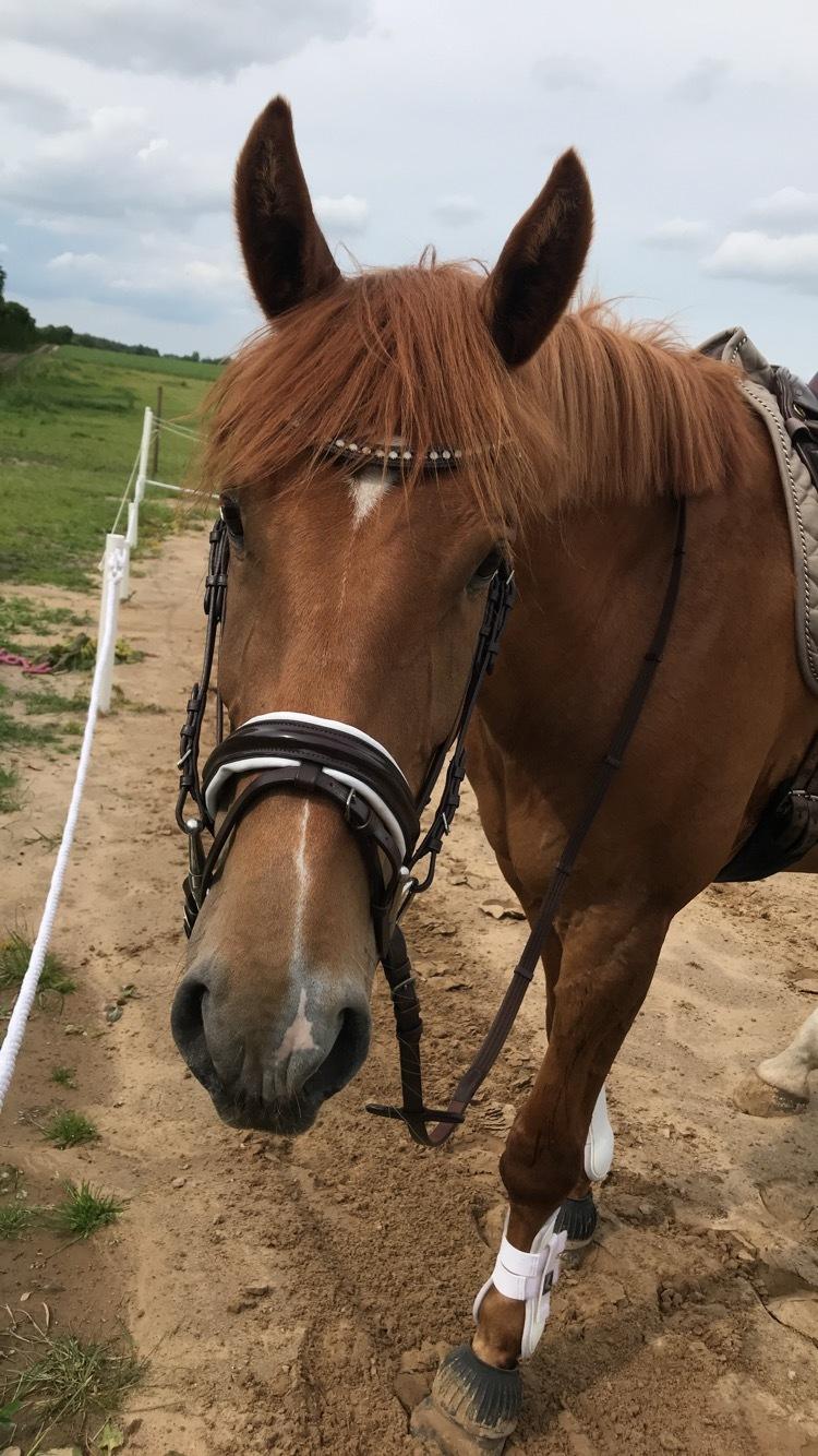 Dansk Varmblod Sancerre De Light billede 2