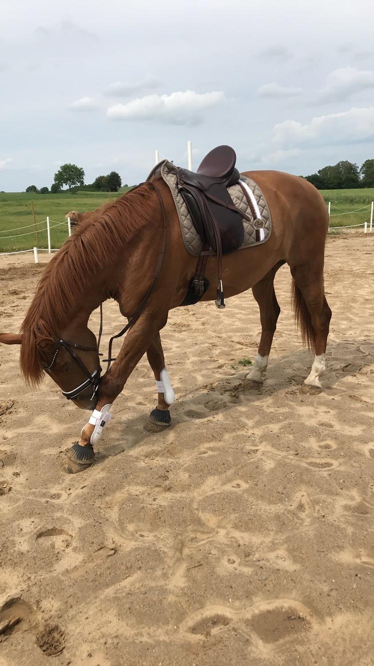 Dansk Varmblod Sancerre De Light billede 4